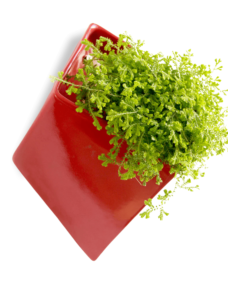 Slab Wall Planter For Succulents - Chive UK Wholesale