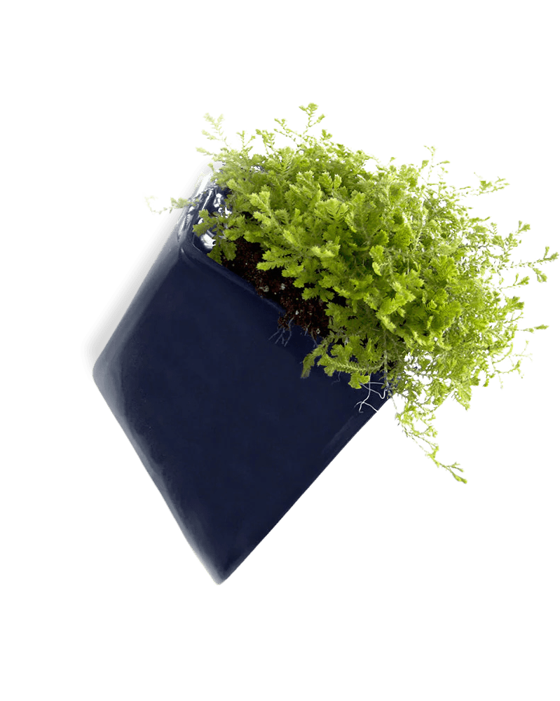 Slab Wall Planter For Succulents - Chive UK Wholesale