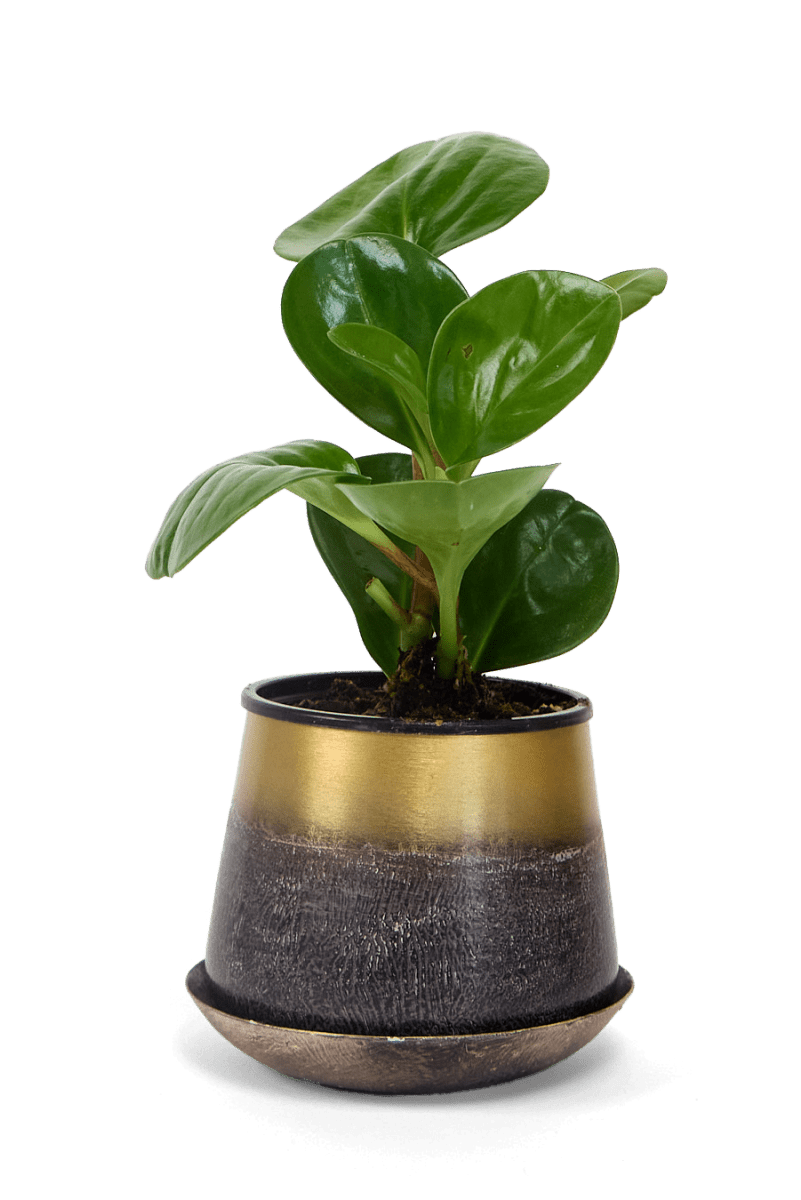 Joe Metal Pot With Drainage Hole - Chive UK Wholesale