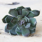 Succulents Fake Faux Lifelike Decorative Kit - Chive UK Wholesale