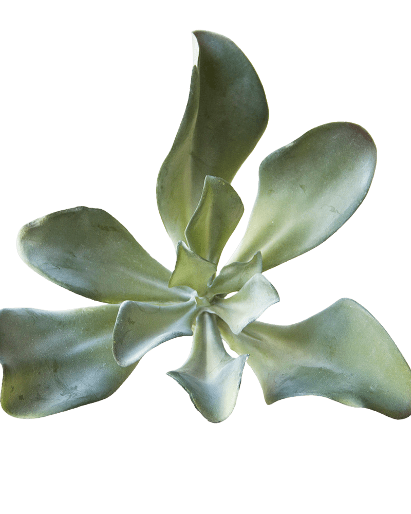 Succulents Fake Faux Lifelike Decorative Things - Chive UK Wholesale