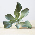 Succulents Fake Faux Lifelike Decorative Kit - Chive UK Wholesale