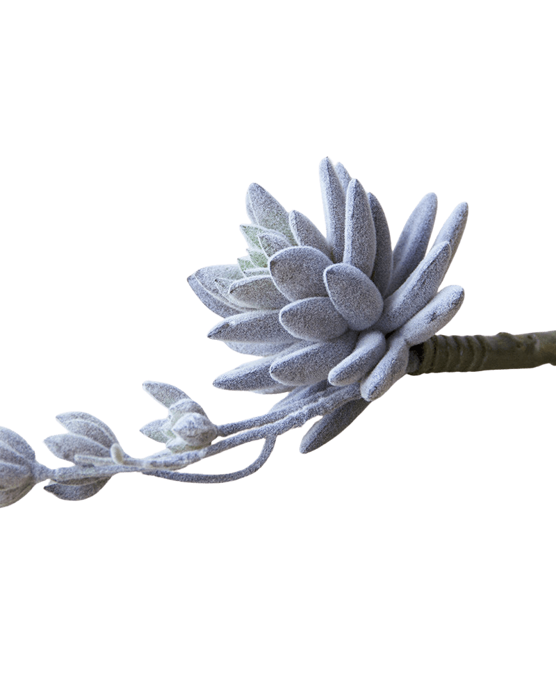 Succulents Fake Faux Lifelike Decorative Things - Chive UK Wholesale