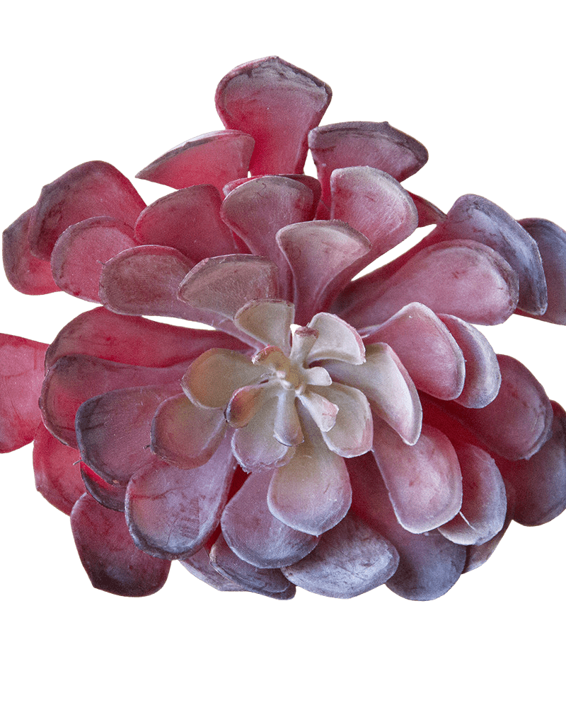Succulents Fake Faux Lifelike Decorative Things - Chive UK Wholesale
