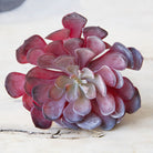Succulents Fake Faux Lifelike Decorative Kit - Chive UK Wholesale