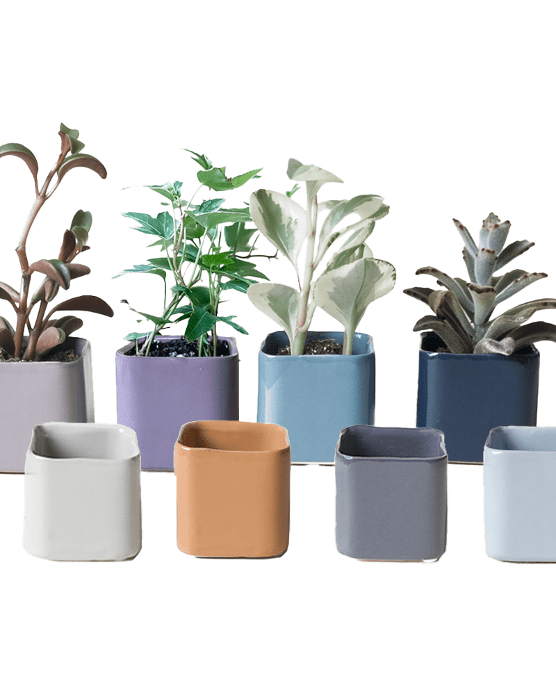 Svek Ceramic Indoor Succulent Pot - Chive UK Wholesale