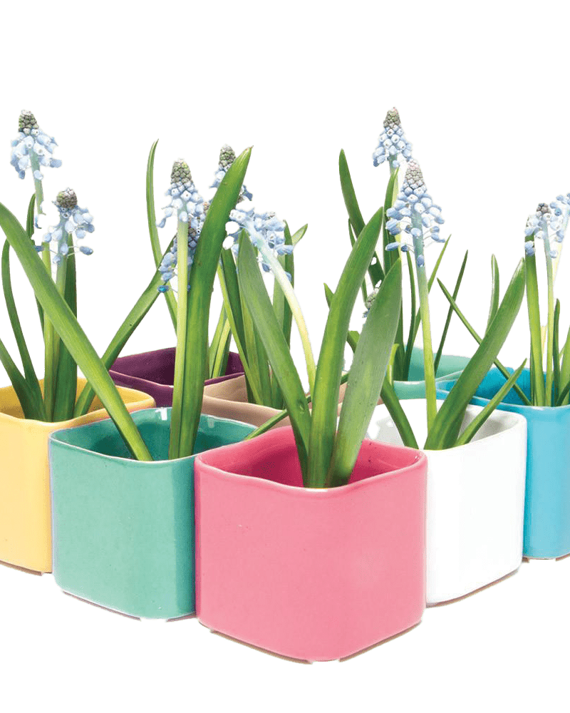 Svek Ceramic Indoor Succulent Pot - Chive UK Wholesale