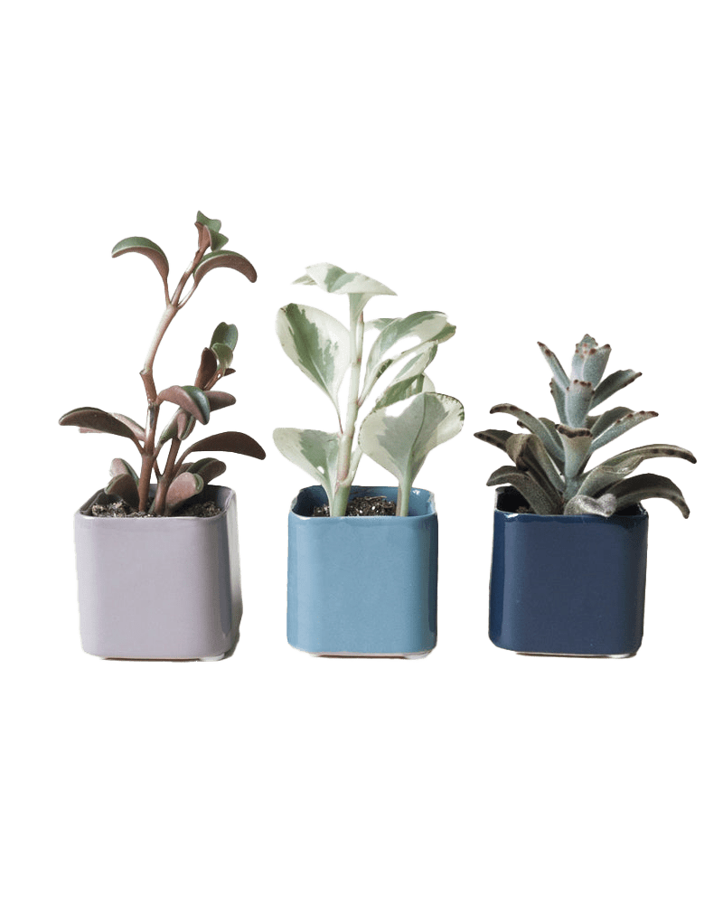 Svek Ceramic Indoor Succulent Pot - Chive UK Wholesale