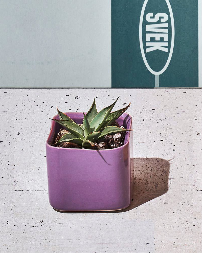 Svek Ceramic Indoor Succulent Pot - Chive UK Wholesale