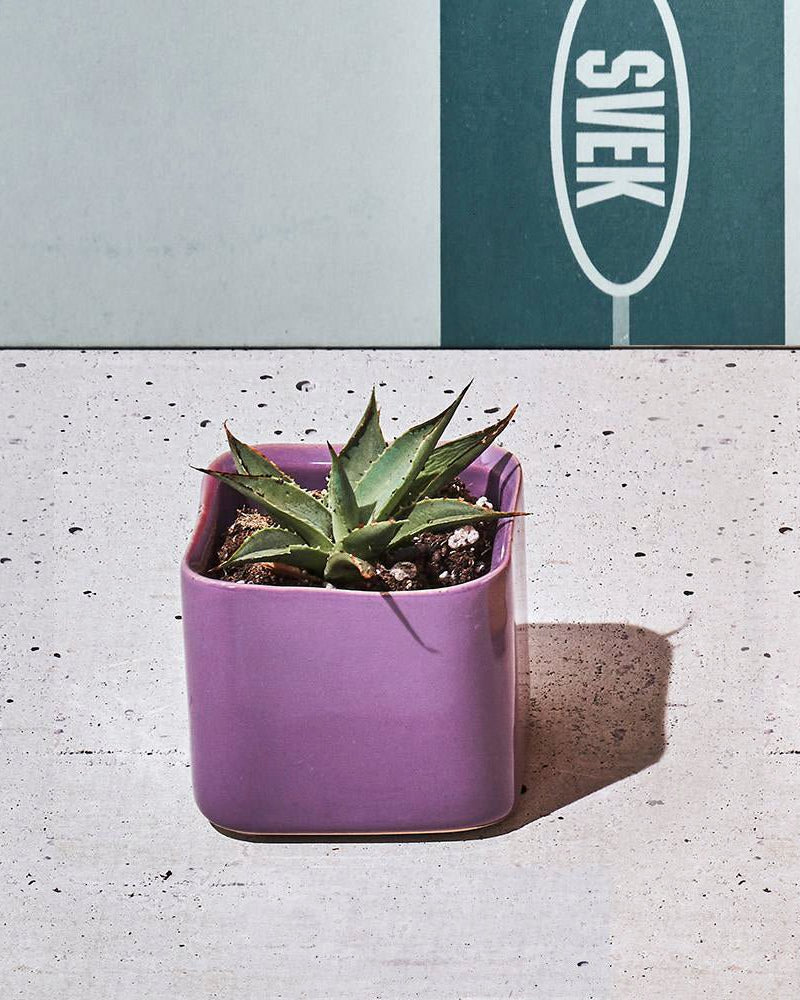 Svek Ceramic Indoor Succulent Pot - Chive UK Wholesale