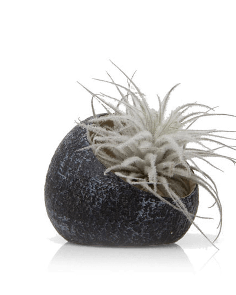 Terrarium Koski Ceramic Air Plant Holder - Chive UK Wholesale