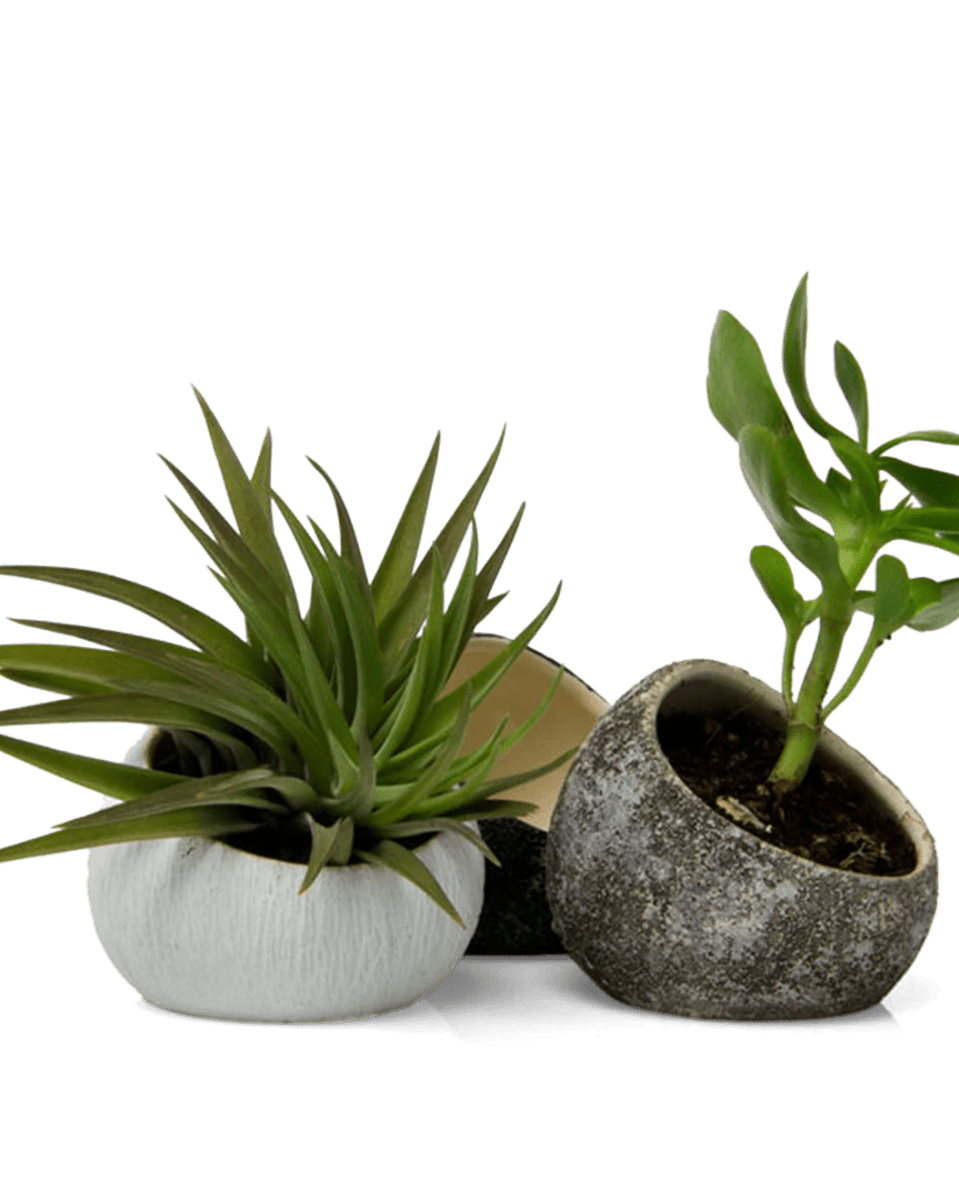 Terrarium Koski Ceramic Air Plant Holder - Chive UK Wholesale