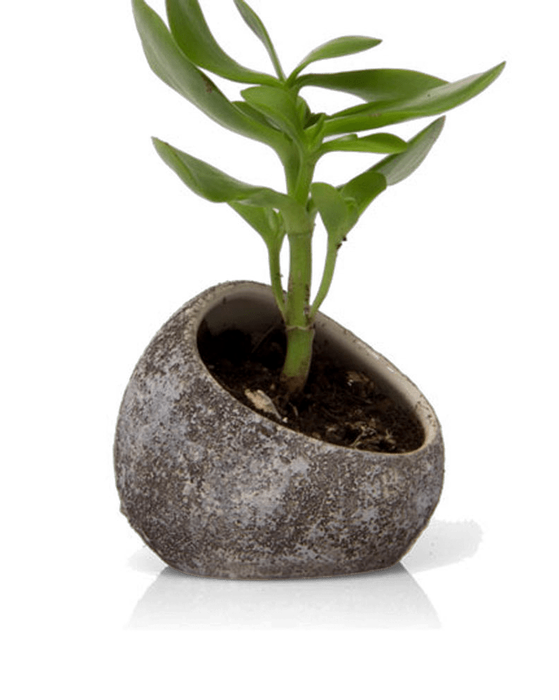 Terrarium Koski Ceramic Air Plant Holder - Chive UK Wholesale