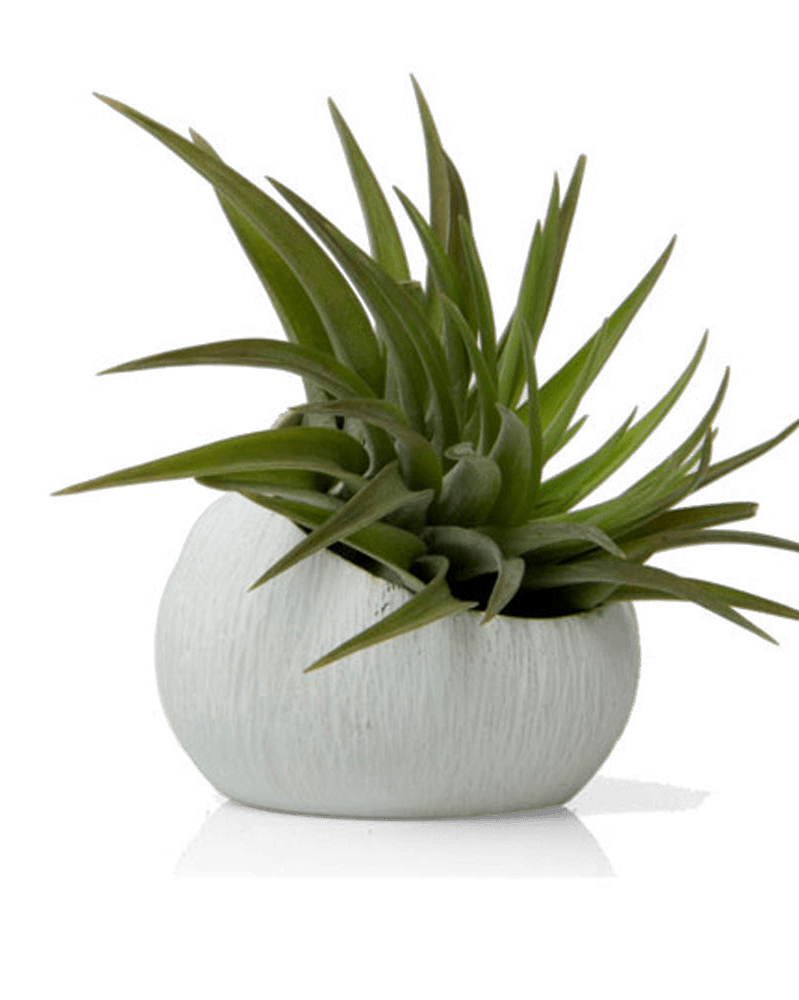 Terrarium Koski Ceramic Air Plant Holder - Chive UK Wholesale