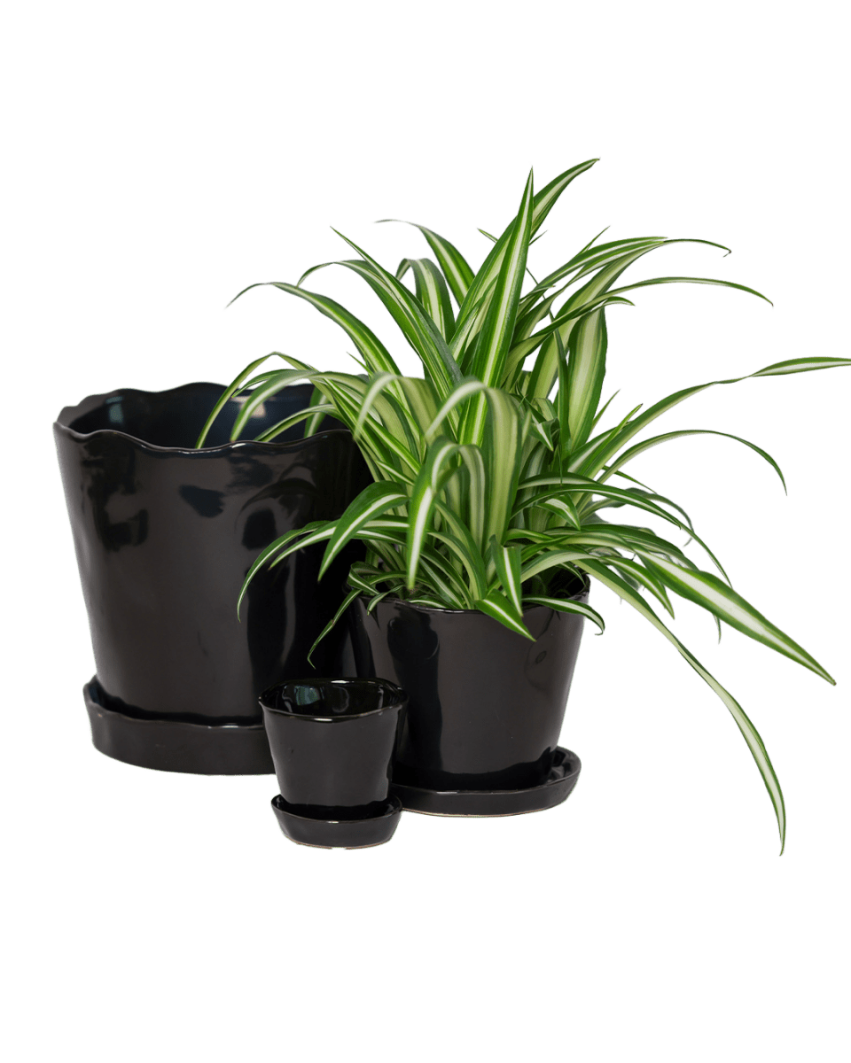 Tika Pot & Saucer | 5 inch - Chive UK Wholesale