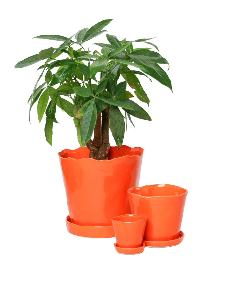 Tika Pot & Saucer | 5 inch - Chive UK Wholesale