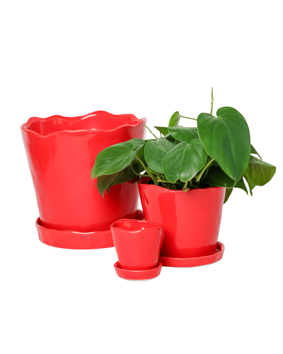 Tika Pot & Saucer | 5 inch - Chive UK Wholesale