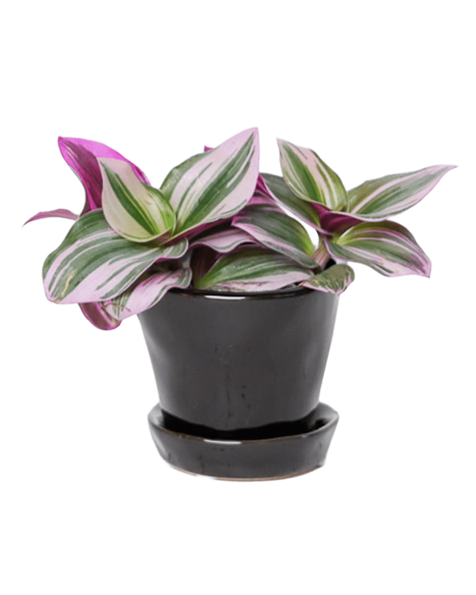 Tika Pot & Saucer | 3 inch - Chive UK Wholesale