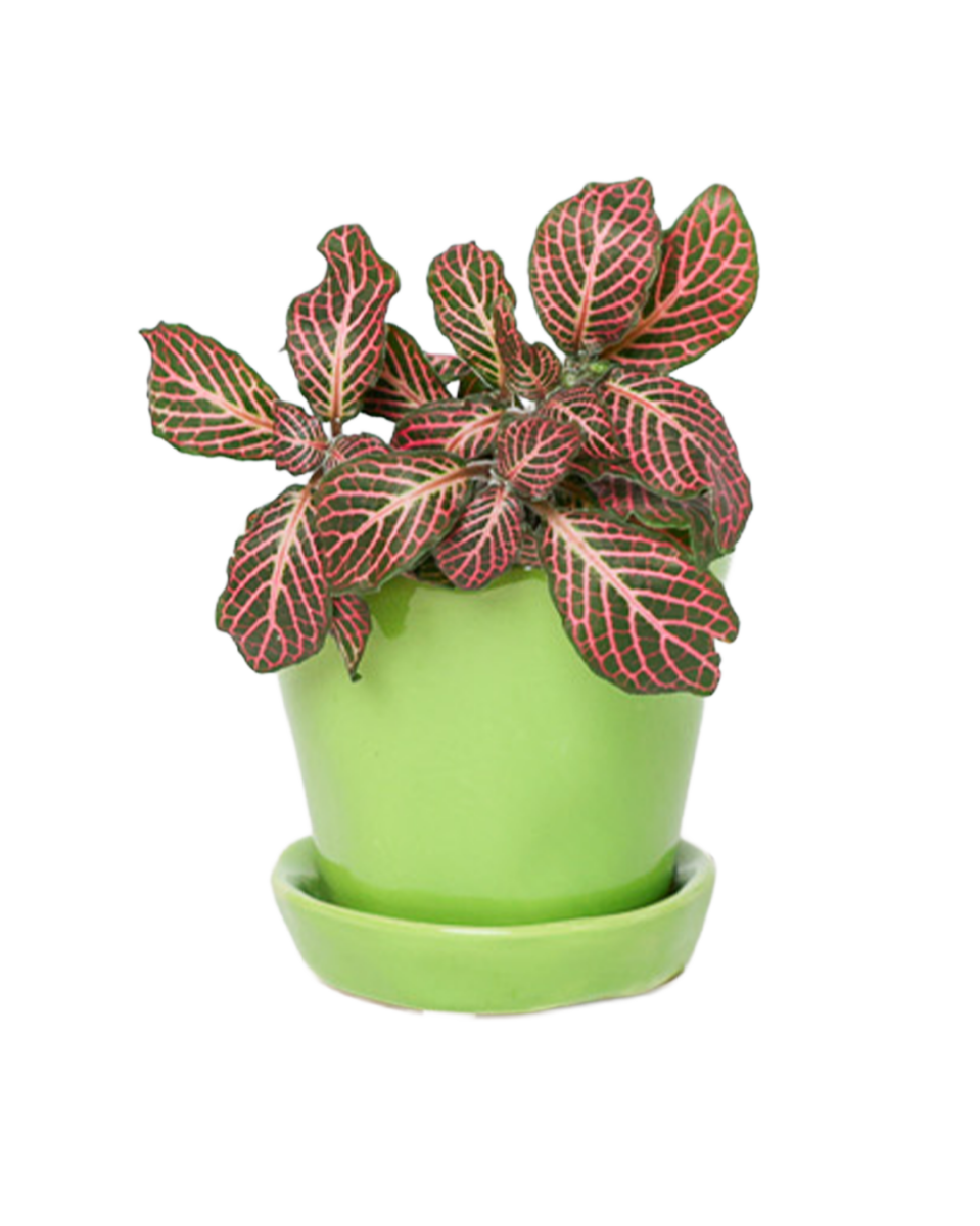 Tika Pot & Saucer | 3 inch - Chive UK Wholesale