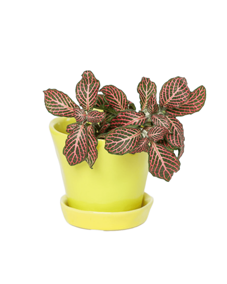 Tika Pot & Saucer | 3 inch - Chive UK Wholesale
