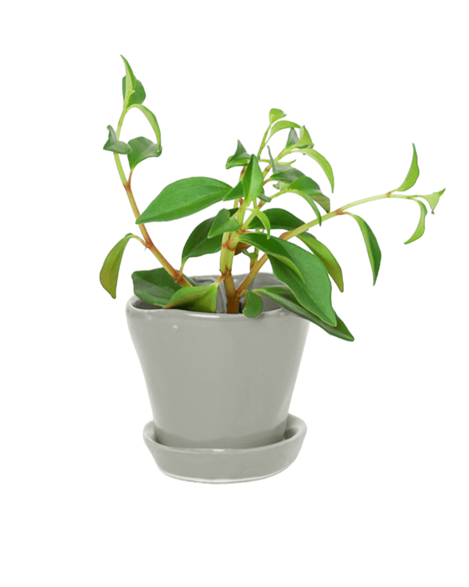Tika Pot & Saucer | 3 inch - Chive UK Wholesale