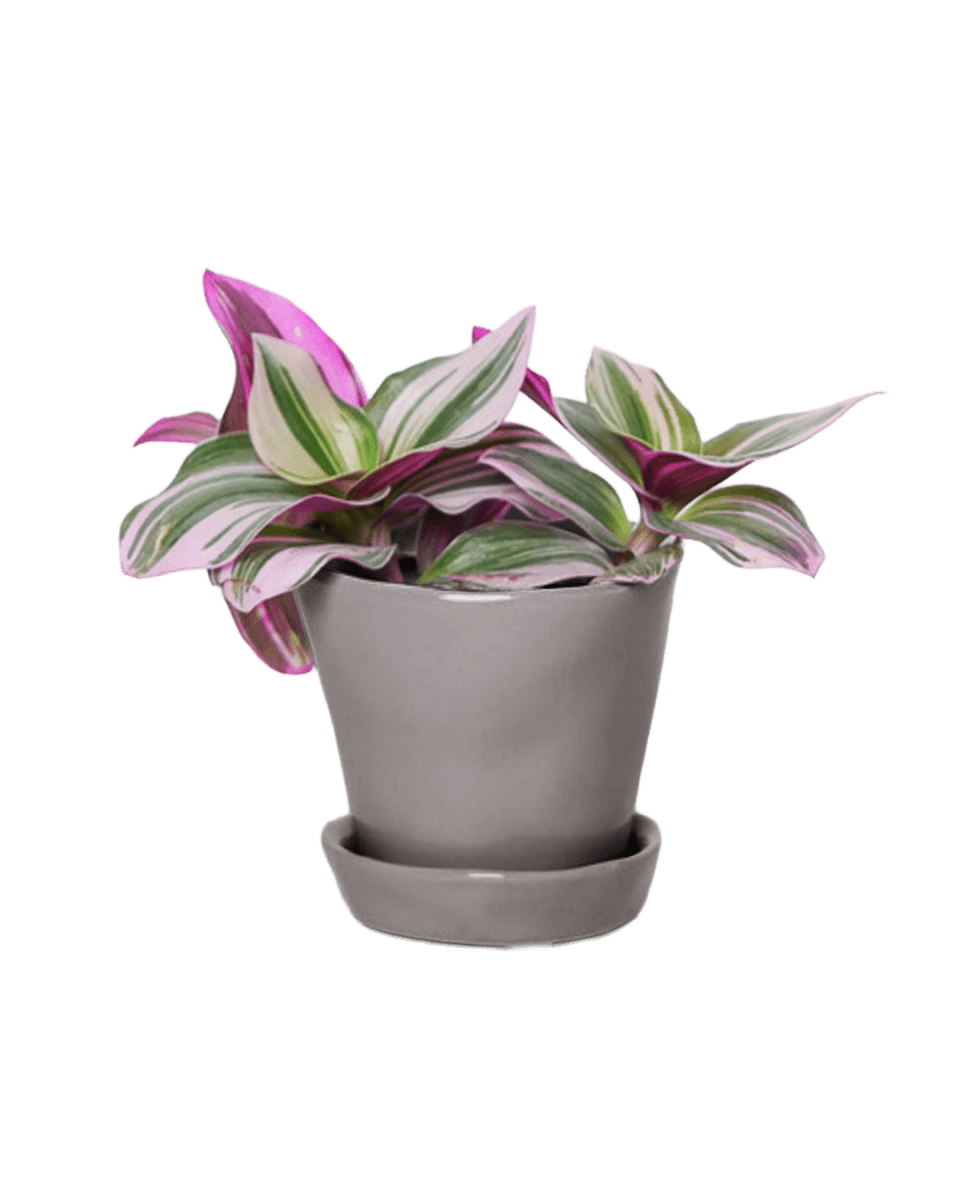 Tika Pot & Saucer | 3 inch - Chive UK Wholesale