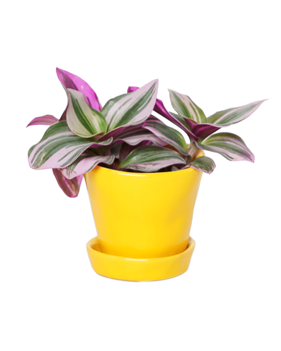 Tika Pot & Saucer | 3 inch - Chive UK Wholesale