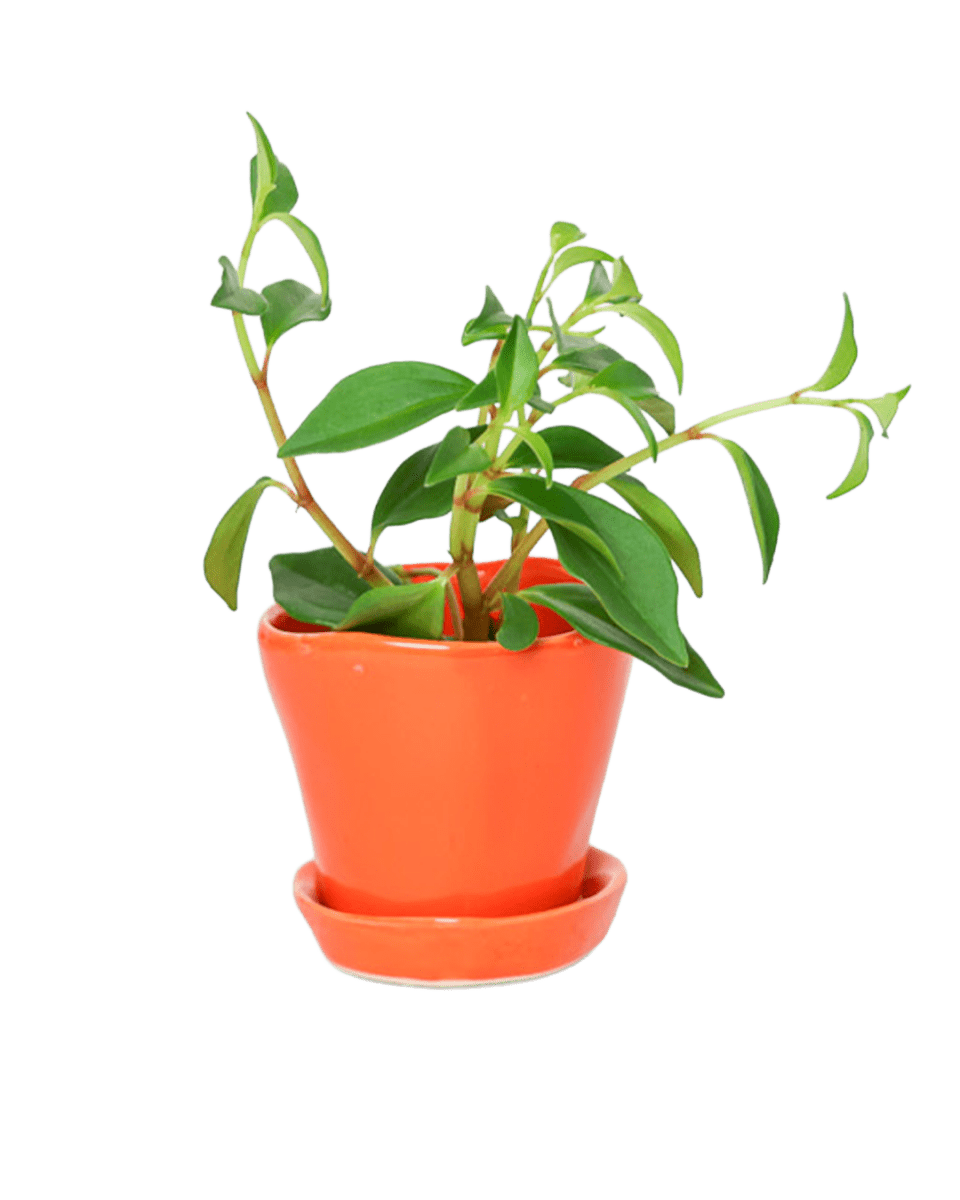 Tika Pot & Saucer | 3 inch - Chive UK Wholesale