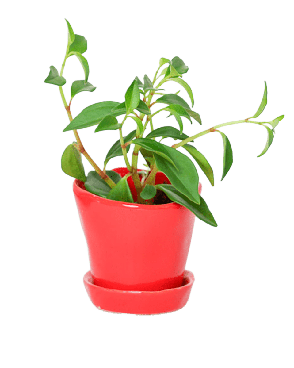 Tika Pot & Saucer | 3 inch - Chive UK Wholesale