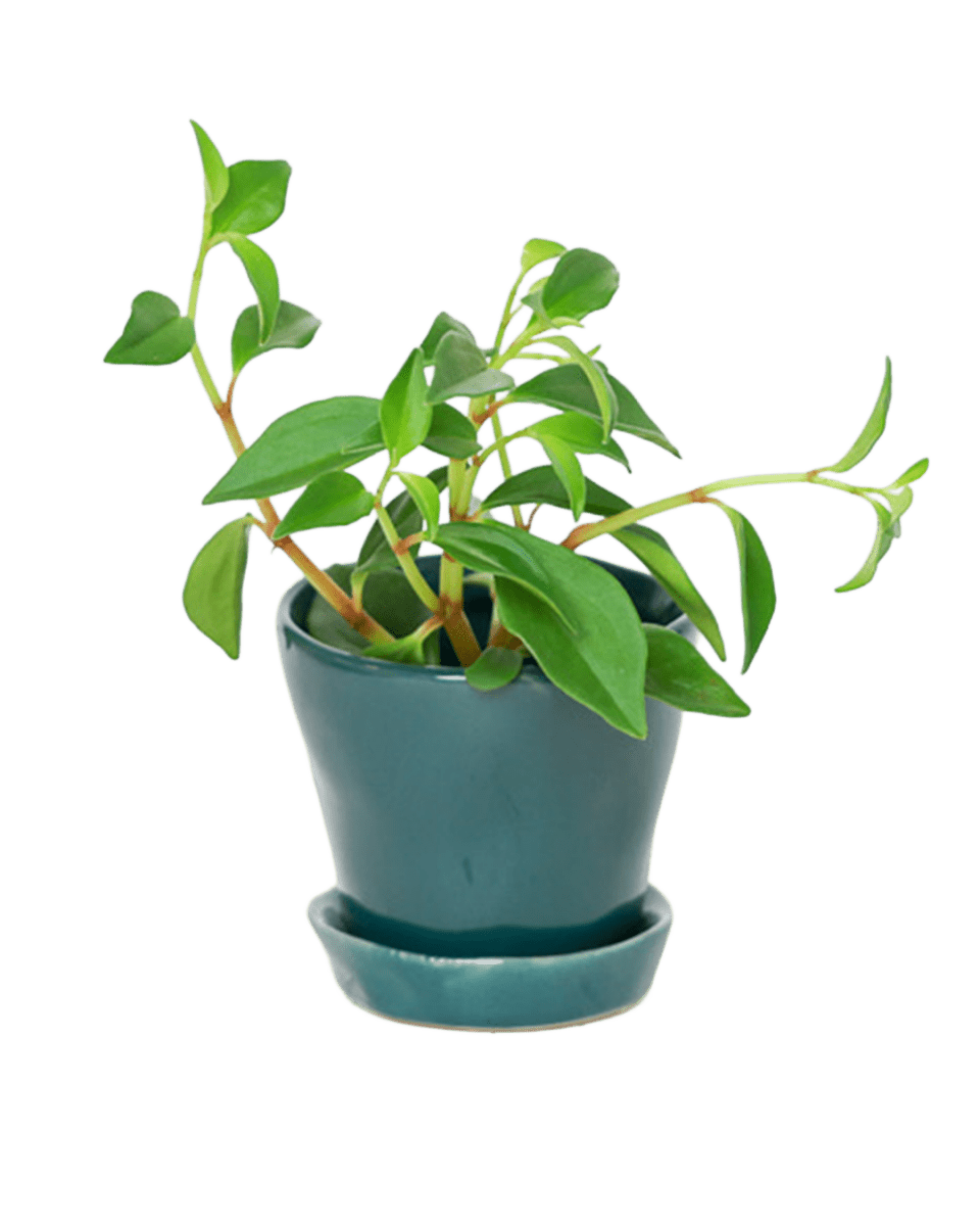 Tika Pot & Saucer | 3 inch - Chive UK Wholesale