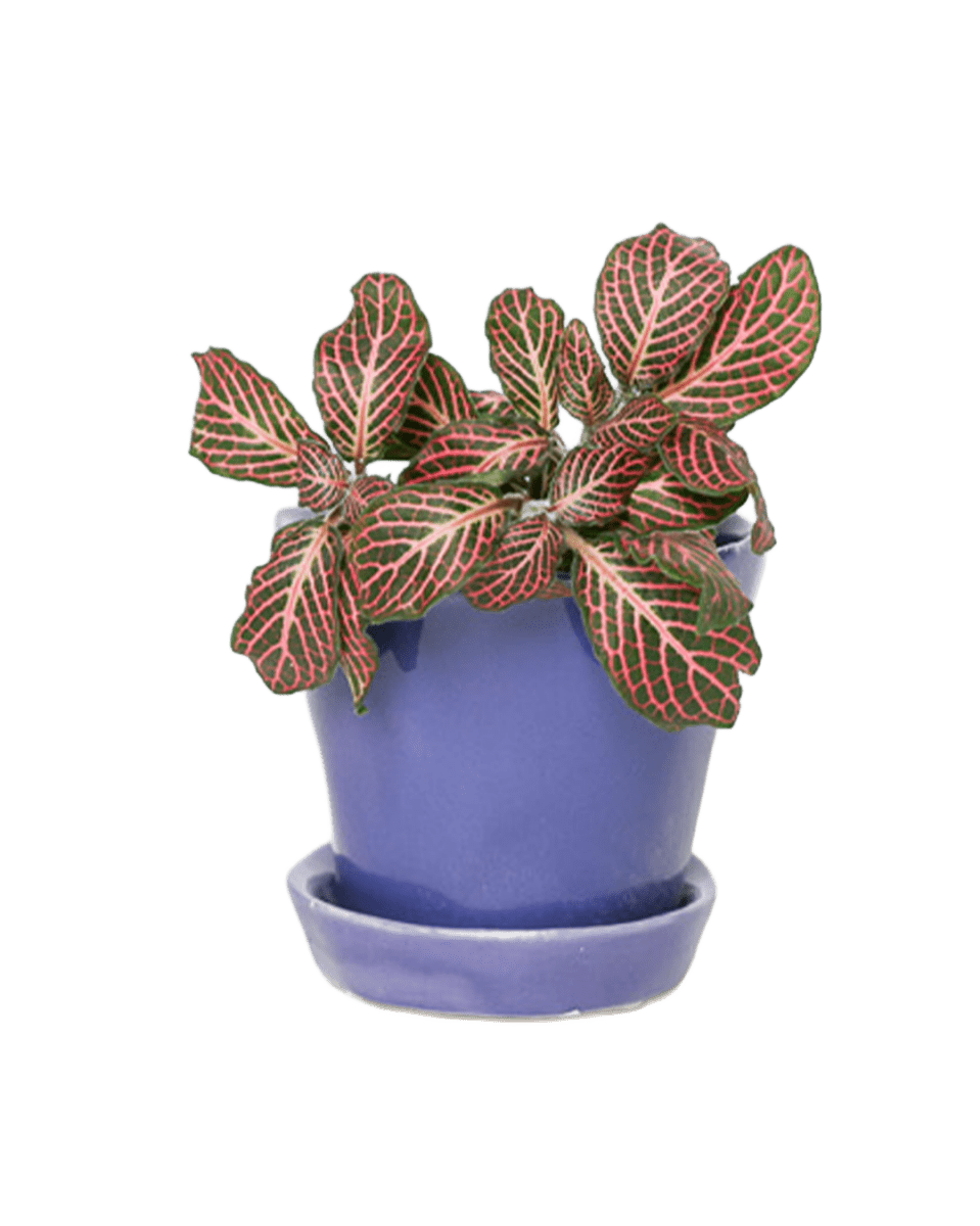 Tika Pot & Saucer | 3 inch - Chive UK Wholesale