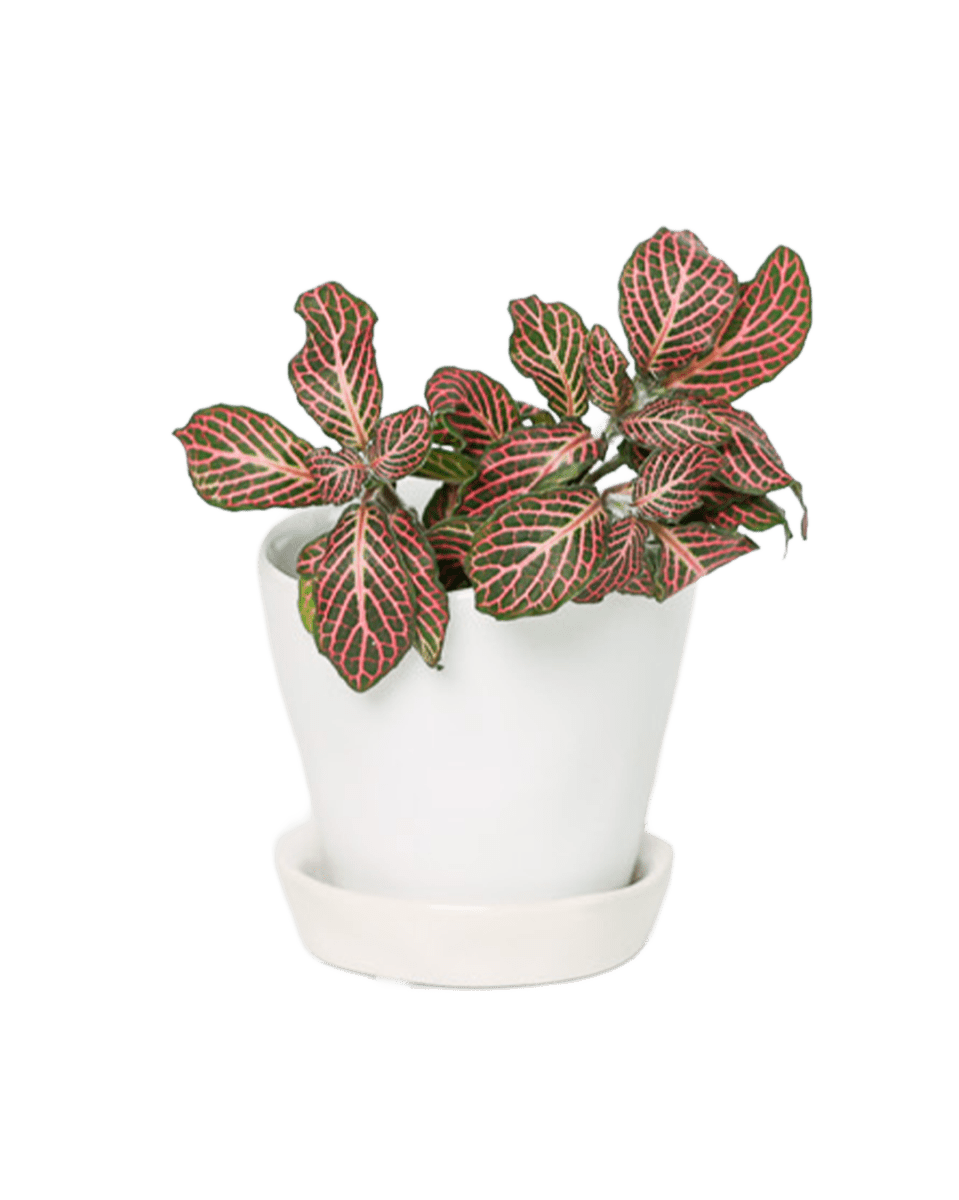 Tika Pot & Saucer | 3 inch - Chive UK Wholesale
