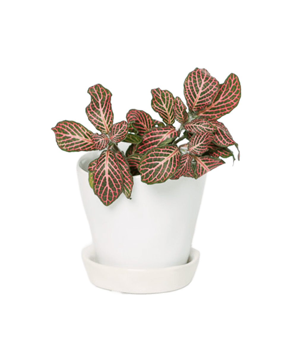 Tika Pot & Saucer | 3 inch - Chive UK Wholesale