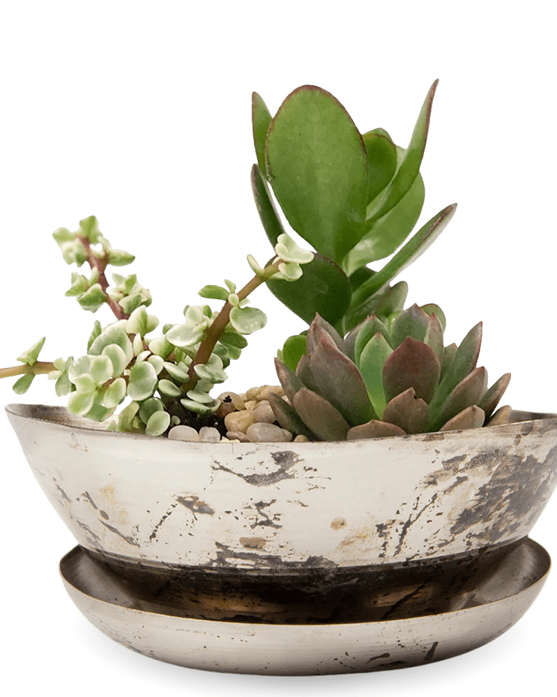 Topper Metal Succulent Dish - Chive UK Wholesale