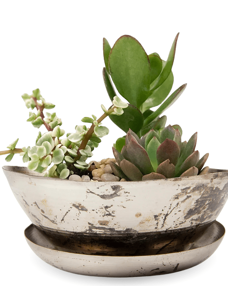 Topper Metal Succulent Dish - Chive UK Wholesale