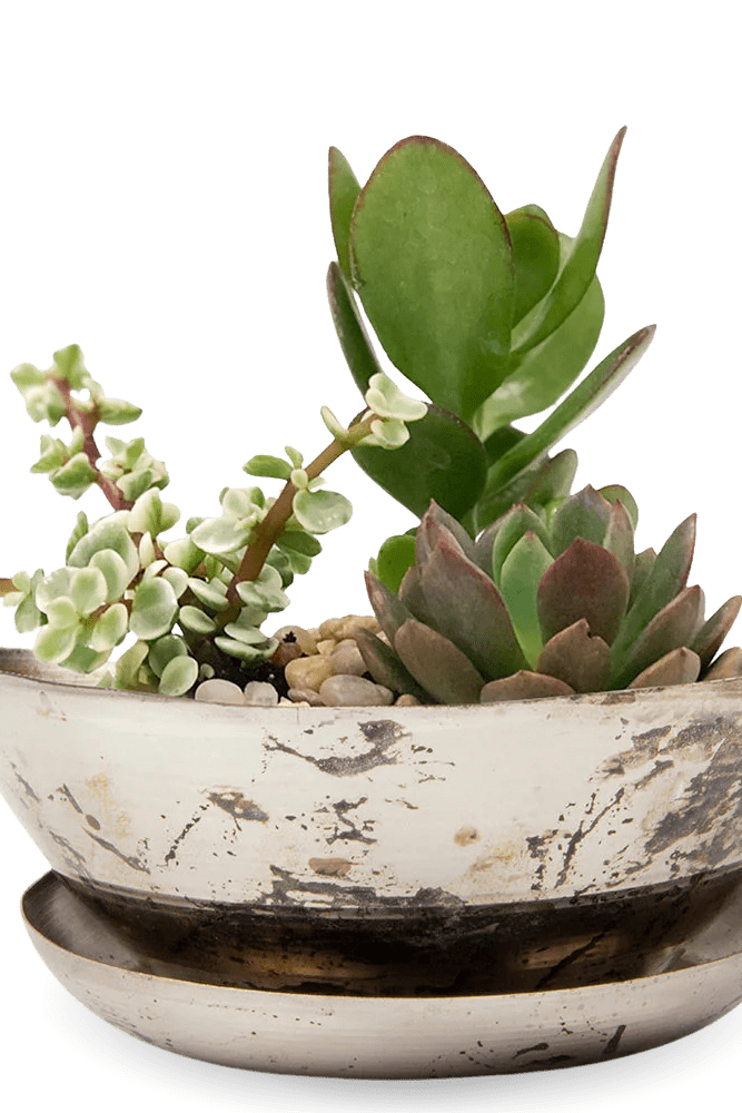Topper Metal Succulent Dish - Chive UK Wholesale