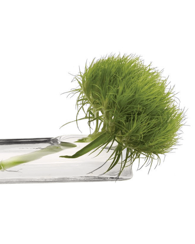 Test Tube Glass Bud Vases - Chive UK Wholesale
