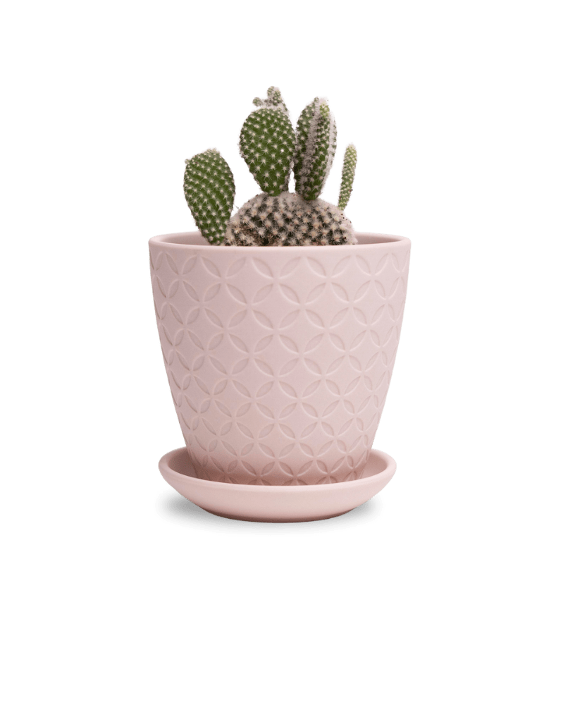 Virago 3.5" Porcelain Pot With Drainage Hole And Saucer - Chive UK Wholesale