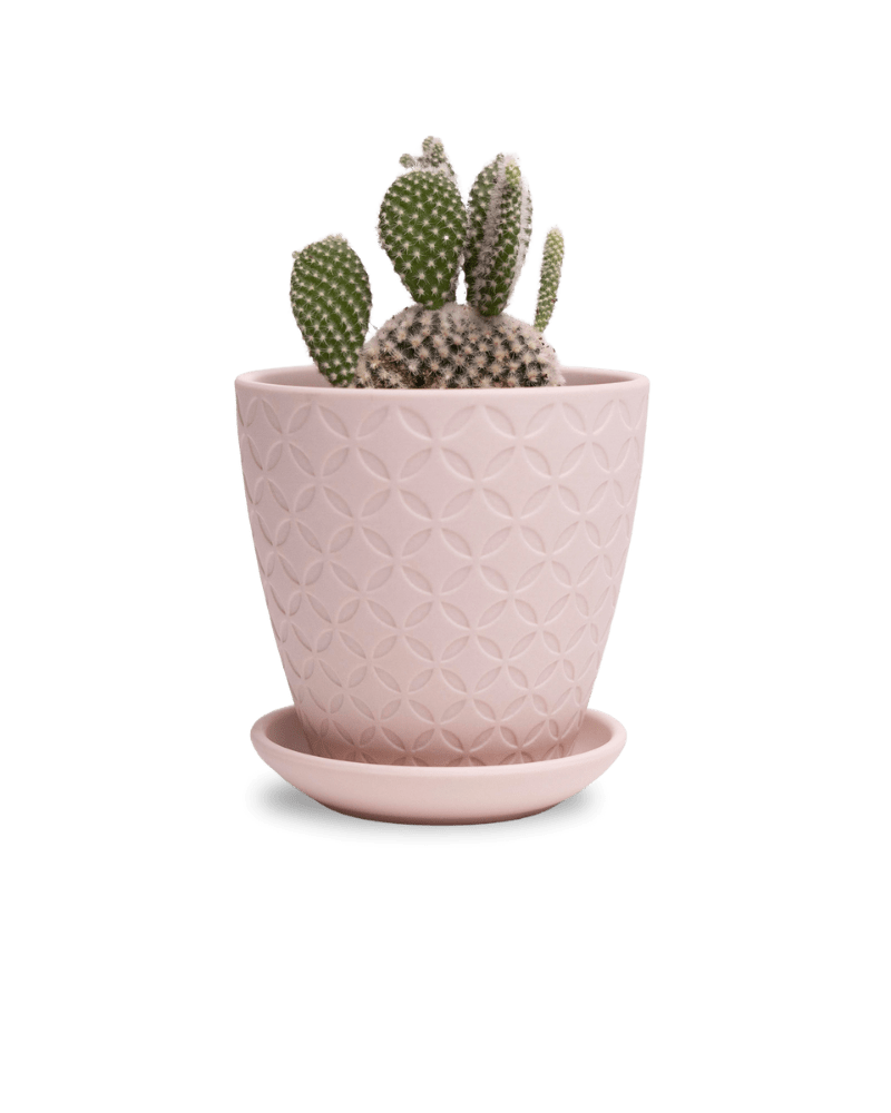 Virago 3.5" Porcelain Pot With Drainage Hole And Saucer - Chive UK Wholesale