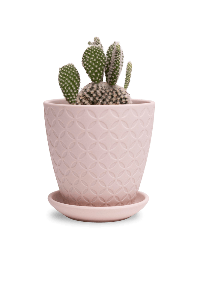 Virago 3.5" Porcelain Pot With Drainage Hole And Saucer - Chive UK Wholesale
