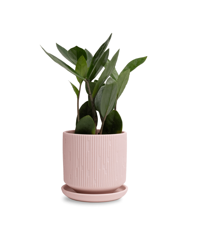 Virago 3.5" Porcelain Pot With Drainage Hole And Saucer - Chive UK Wholesale