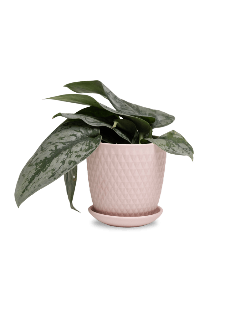 Virago 3.5" Porcelain Pot With Drainage Hole And Saucer - Chive UK Wholesale