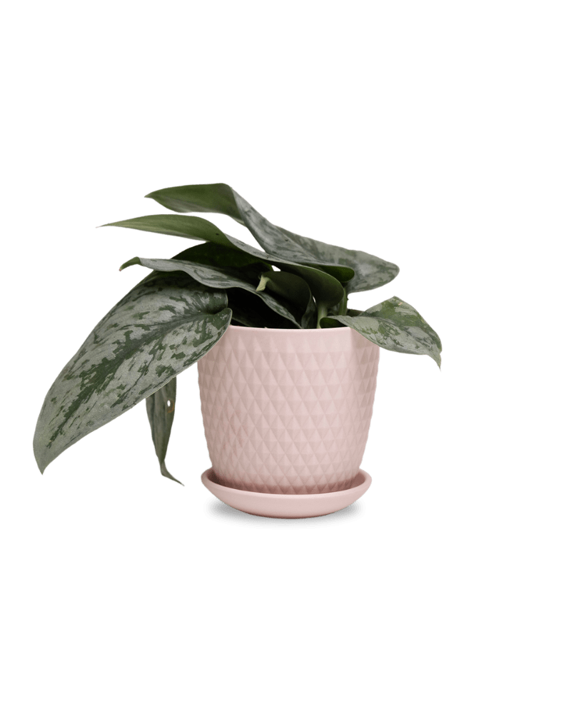 Virago 3.5" Porcelain Pot With Drainage Hole And Saucer - Chive UK Wholesale