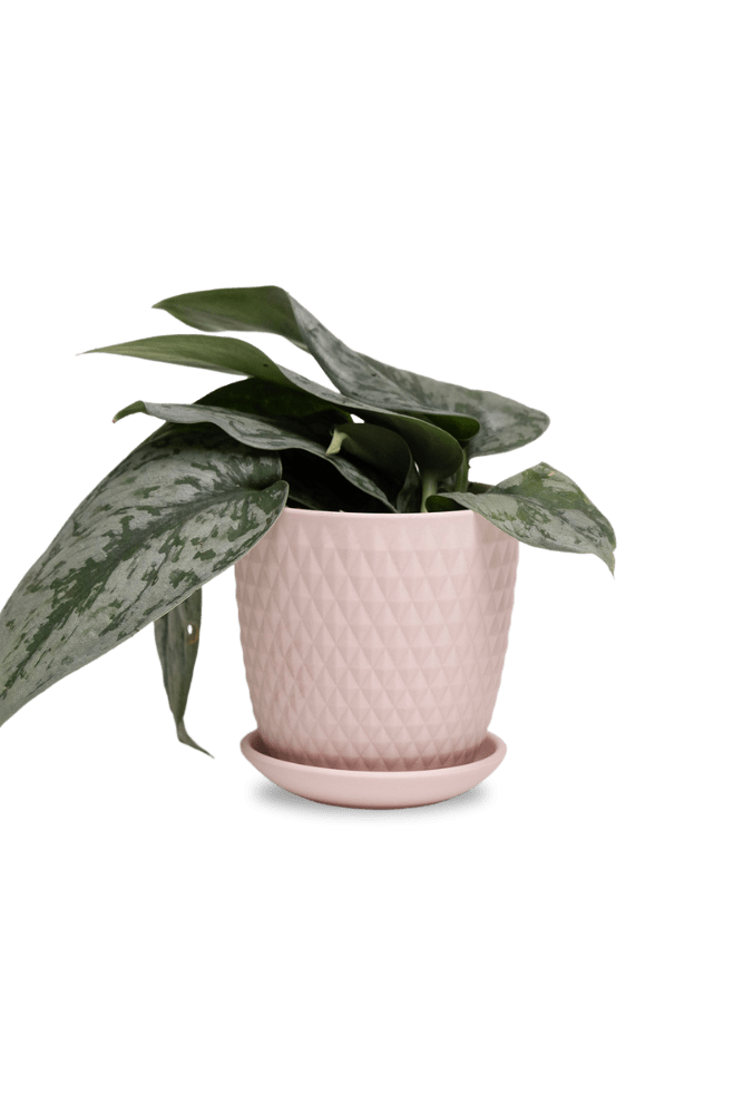 Virago 3.5" Porcelain Pot With Drainage Hole And Saucer - Chive UK Wholesale