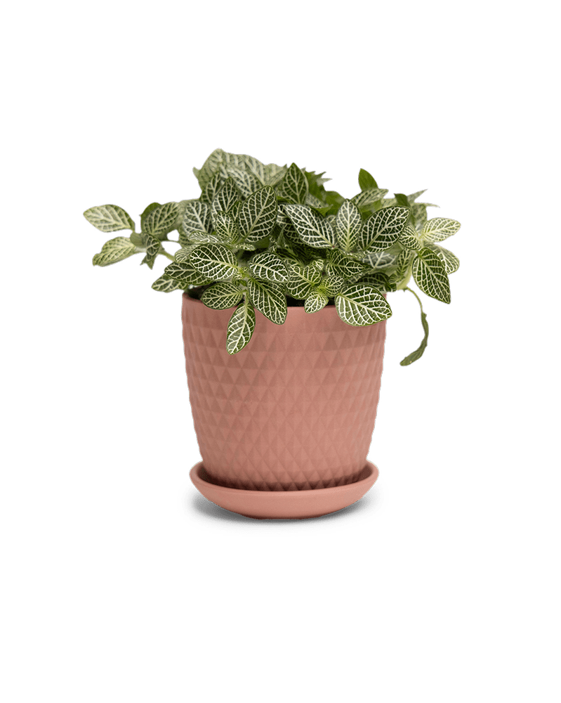 Virago 3.5" Porcelain Pot With Drainage Hole And Saucer - Chive UK Wholesale