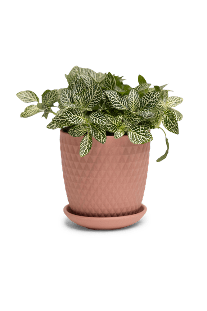 Virago 3.5" Porcelain Pot With Drainage Hole And Saucer - Chive UK Wholesale