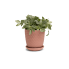Virago 3.5" Porcelain Pot With Drainage Hole And Saucer - Chive UK Wholesale