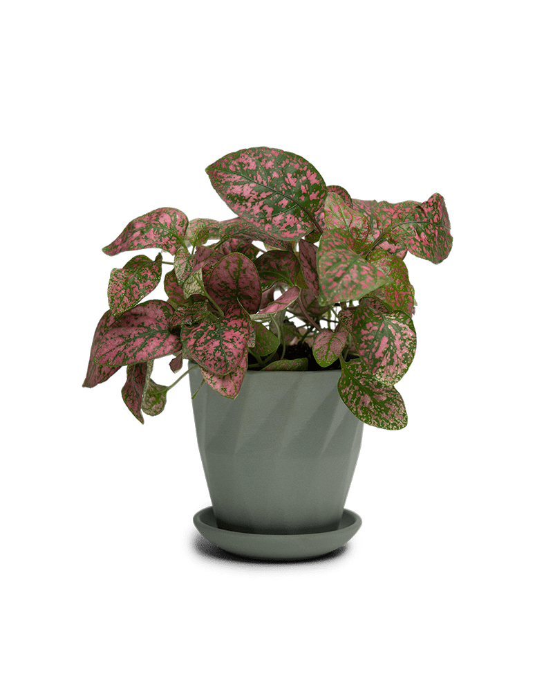 Virago 3.5" Porcelain Pot With Drainage Hole And Saucer - Chive UK Wholesale