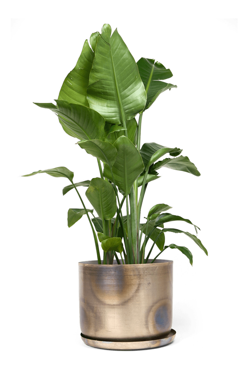 Joe Metal Pot With Drainage Hole - Chive UK Wholesale