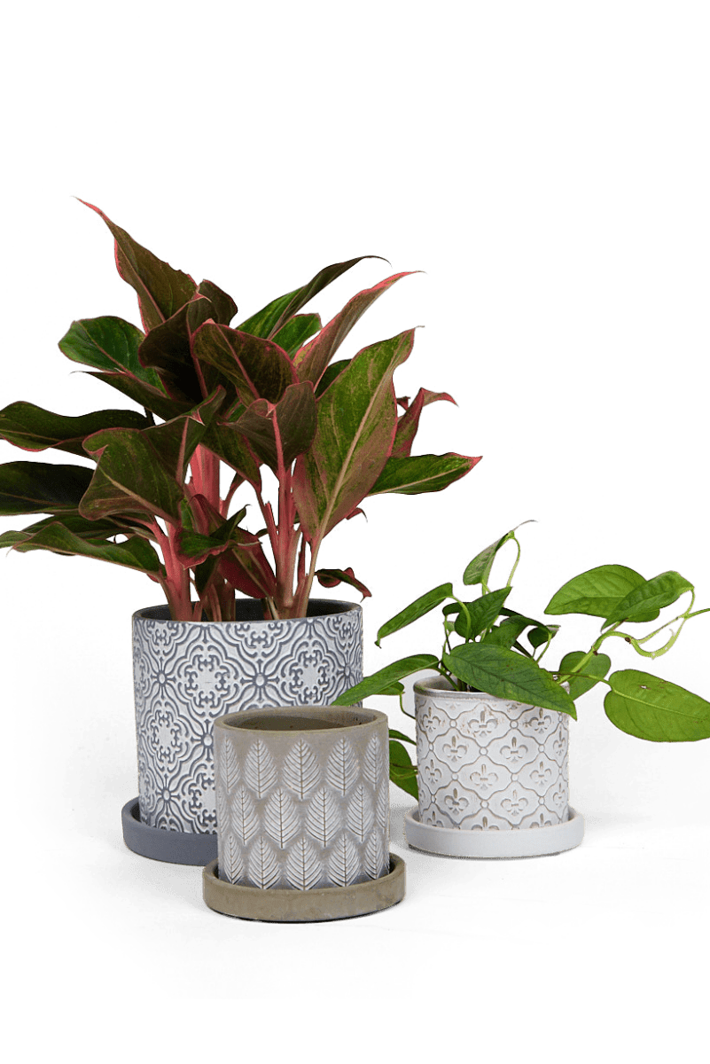 Balter Ceramic Pot And Saucer Set - Chive UK Wholesale